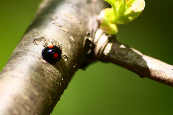 Coccinelle da ID